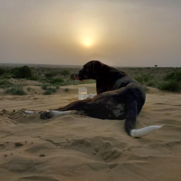 camel safari in jaisalmer