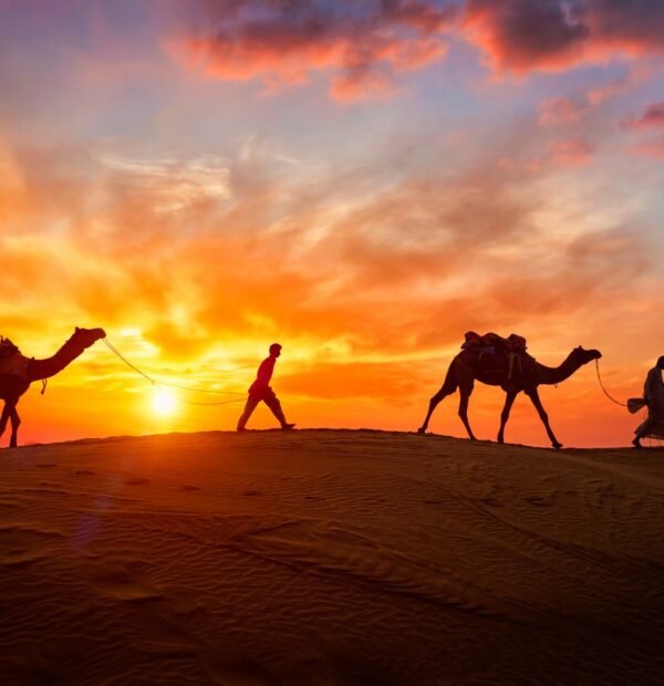 2-Hour Sunrise Camel Safari with Breakfast